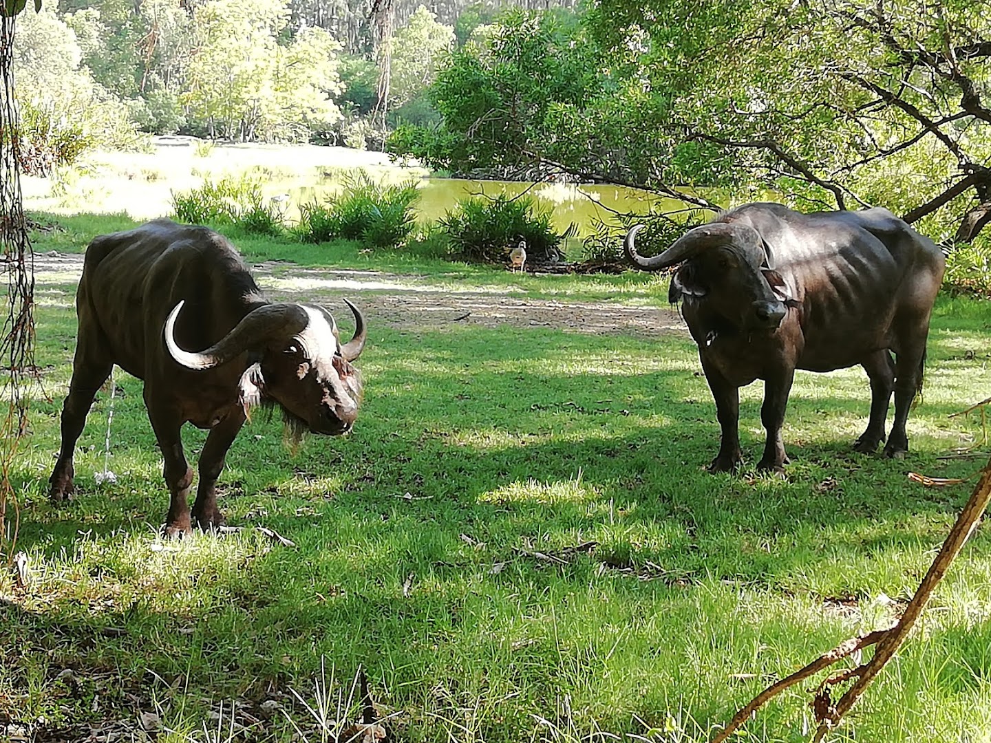 Haller Park